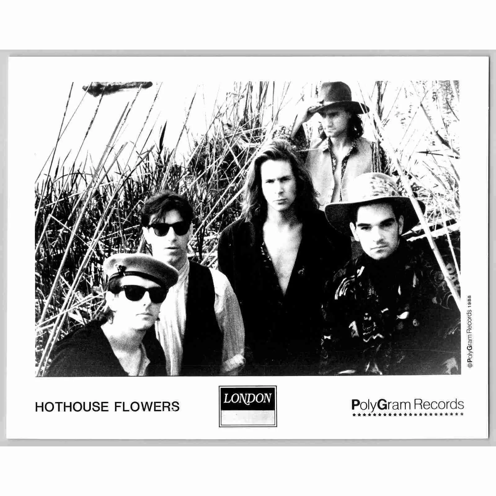Hothouse Flowers Irish Soul Pop Rock Band 80s-90s Glossy Music Press Photo